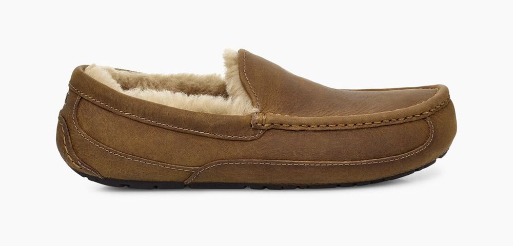 Ugg Slippers Canada - Ugg Men's Ascot Brown